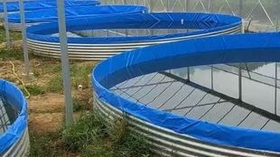 工厂化高密度水产养殖中的关键环节 铁仓刀刮布高位池泡池清洗