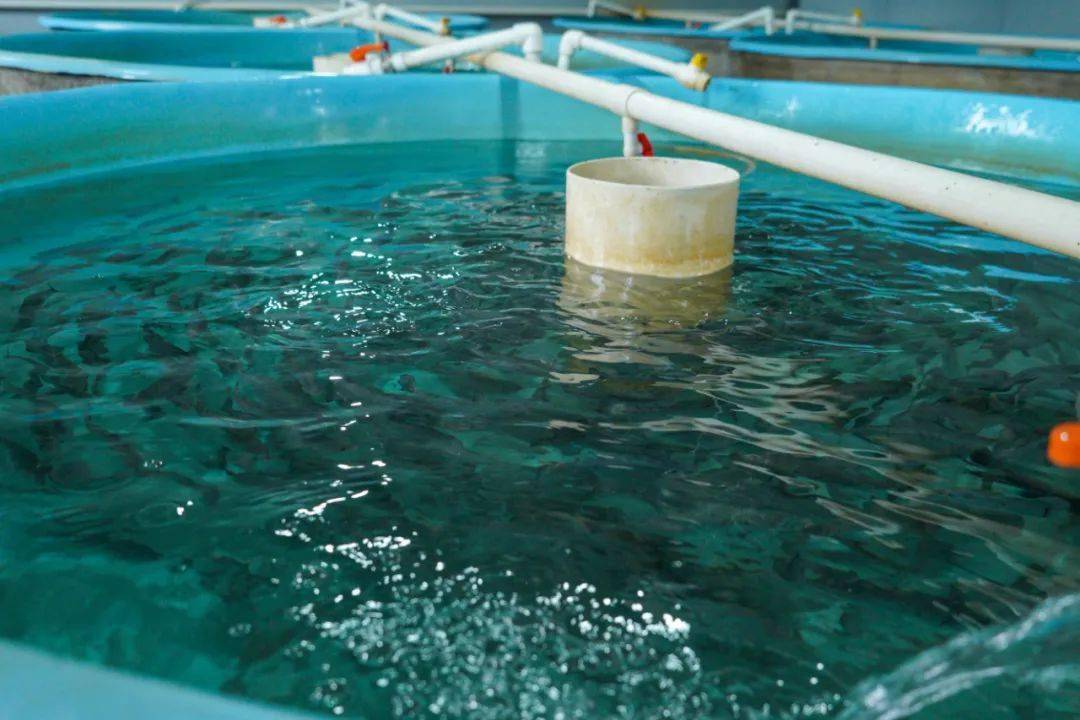 十里镇实施“三抓三促”行动 陆基养鱼拓宽群众致富路