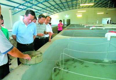 科技赋能，绿色养殖 探秘汕头首座水循环“鱼工厂”