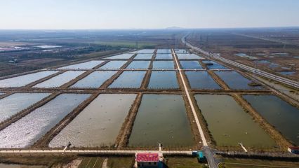 云湖集团领导深入香河公司调研水产养殖产业发展