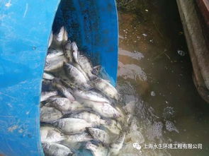 水生态修复与水产养殖的交融未来 构建绿色可持续的水产新业态