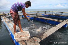 水产乳酸菌 现代水产养殖业的绿色增效利器