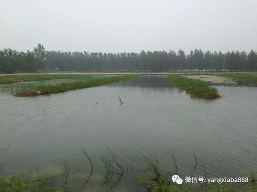 决定水产养殖高产的，就是这两个因素