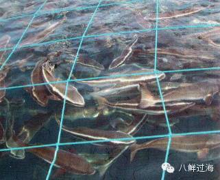 先进水产养殖中的智能化投喂与高效渔网清洗系统