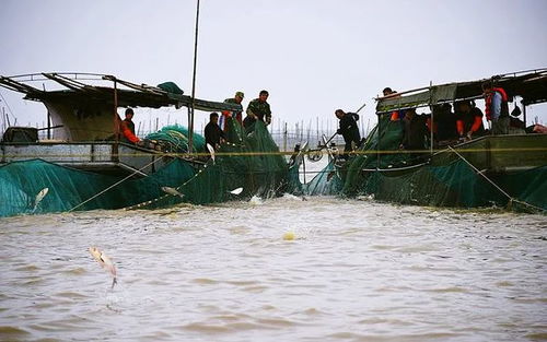 做好“水”文章 洪泽特色水产养殖拓宽富民路