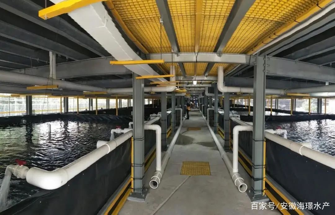 循环水工厂化养殖 水产养殖安全的新保障