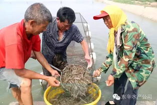 江苏东辛农场水产养殖园区南美白对虾销售渐入高峰，养殖效益与市场活力双提升