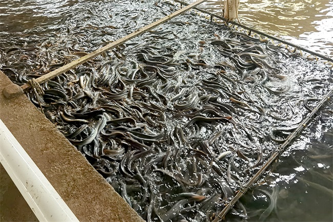 水产行业绿色发展新引擎 空气能养殖热泵的应用与优势