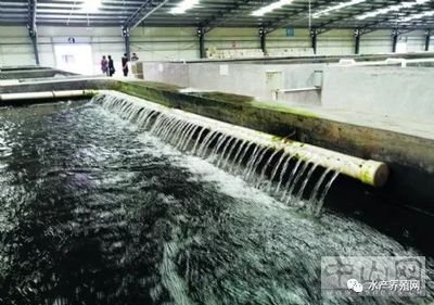 循环水养殖新突破 宝石斑每立方产值2000元，单池达30万