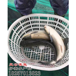 金华淡水无公害鱼养殖 品质与可持续发展并重