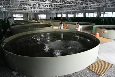 听两山回响，看碧水石台 水产养殖的生态复兴之路