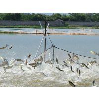 微生态制剂地衣芽孢杆菌在水产养殖中的科学应用