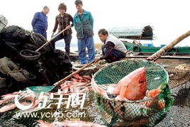 湛江水产养殖业面临严峻考验，多地养殖项目几近全军覆没